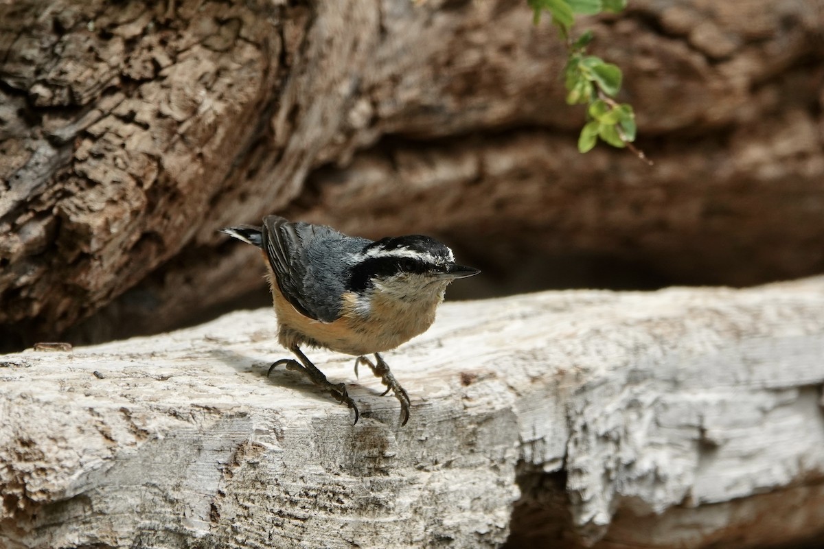 Red-breasted Nuthatch - ML620157317