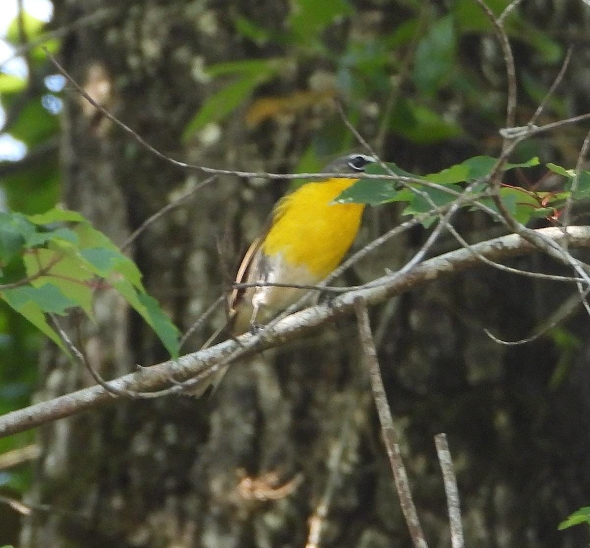 Yellow-breasted Chat - ML620157318