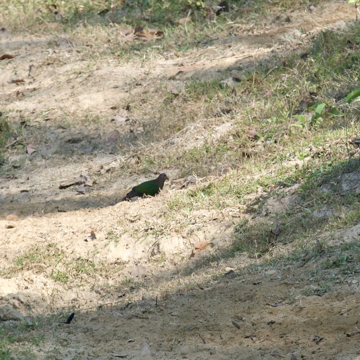 Palomita Esmeralda Cabecigrís - ML620157320