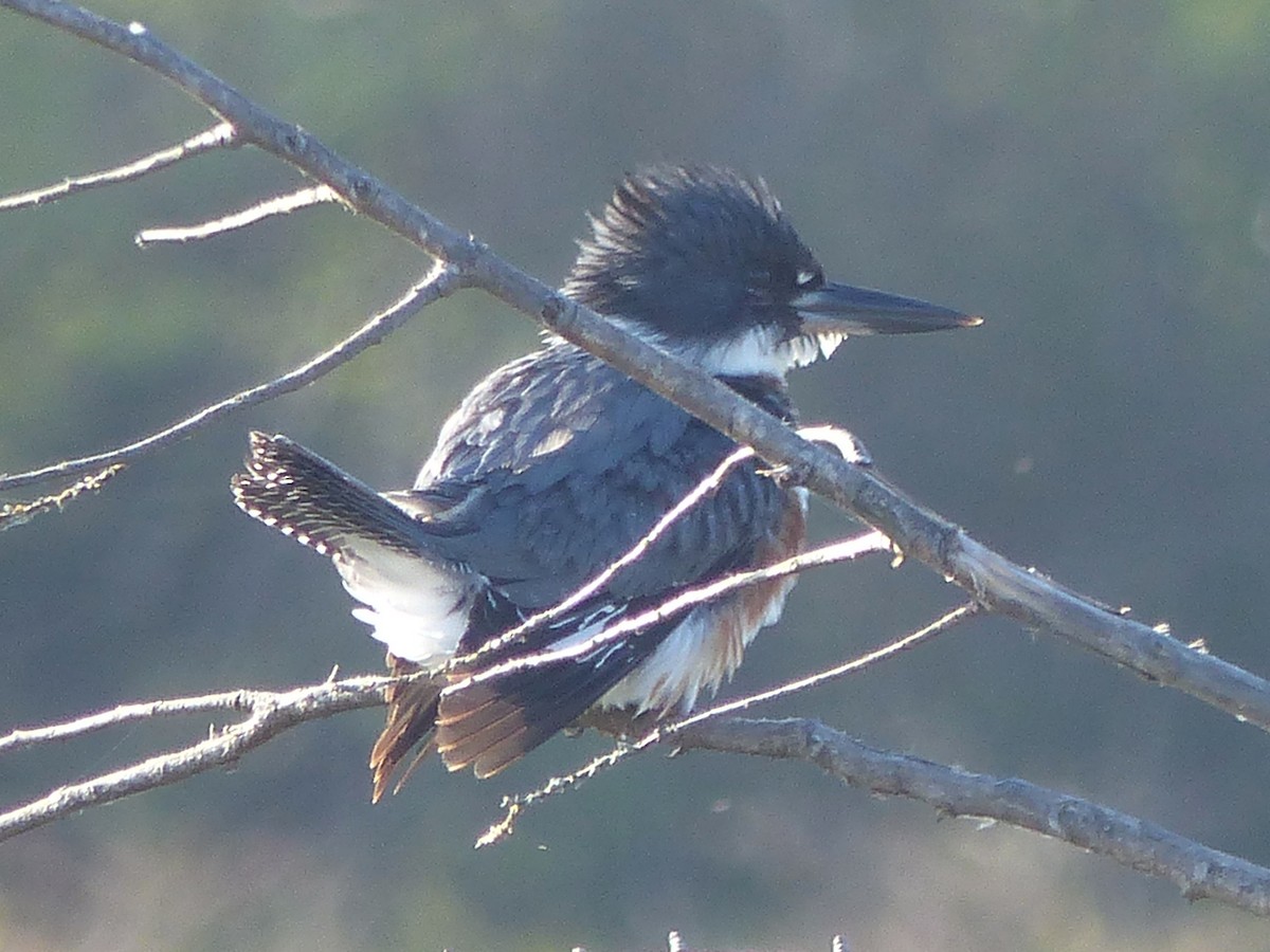 Belted Kingfisher - ML620157324