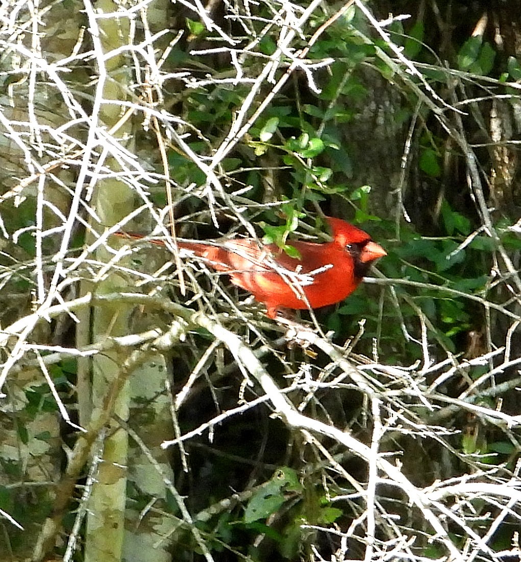 Cardinal rouge - ML620157325