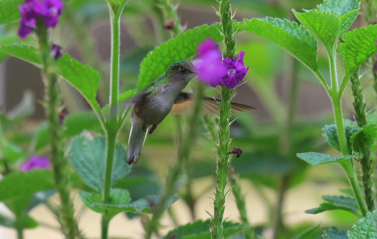 Stripe-tailed Hummingbird - ML620157335