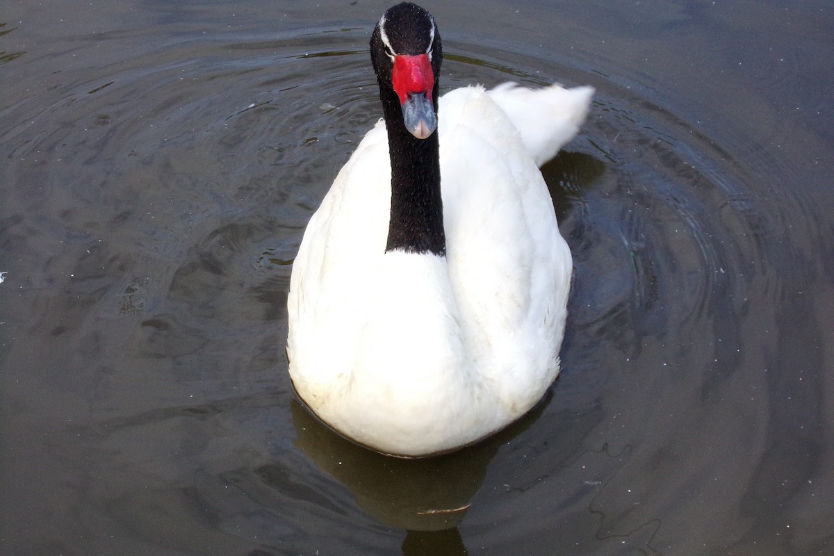 Black-necked Swan - ML620157340