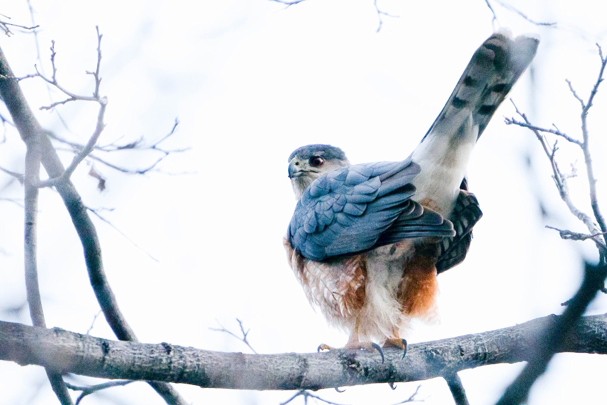 Cooper's Hawk - ML620157350