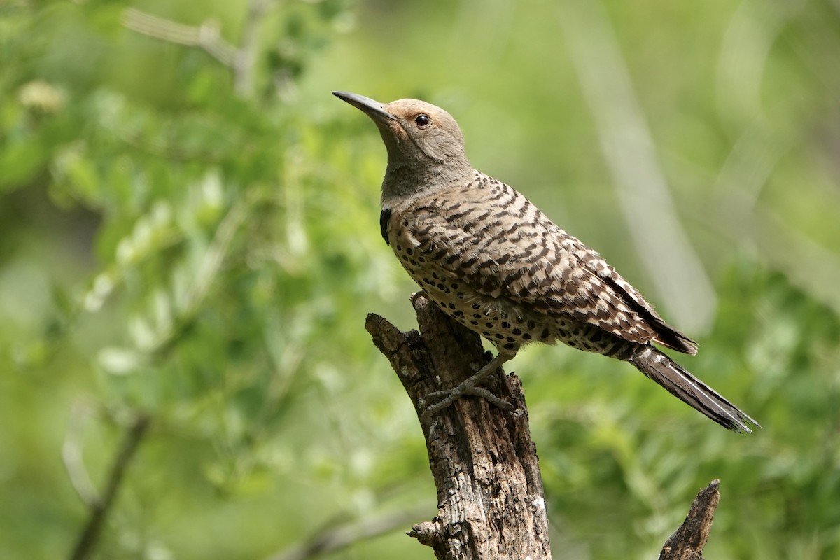 Northern Flicker (Red-shafted) - ML620157356