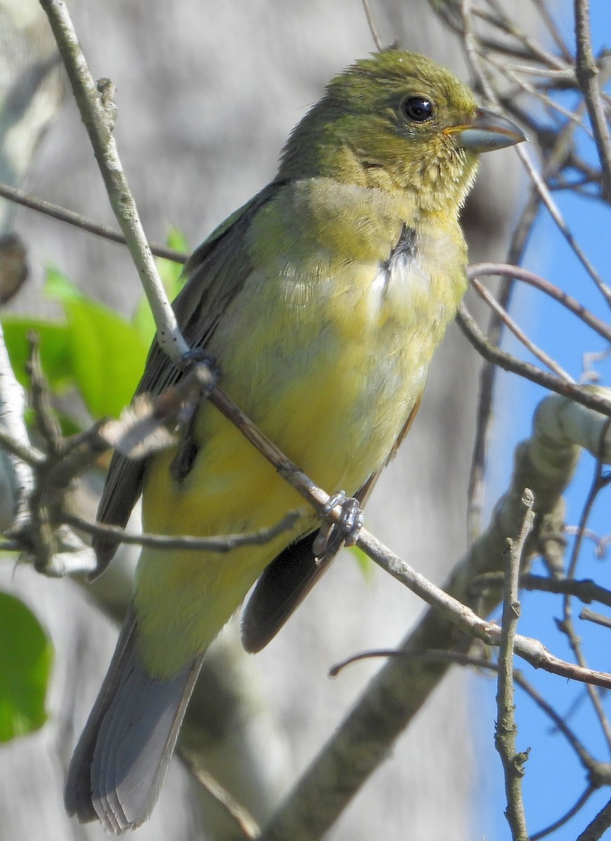 Painted Bunting - ML620157359