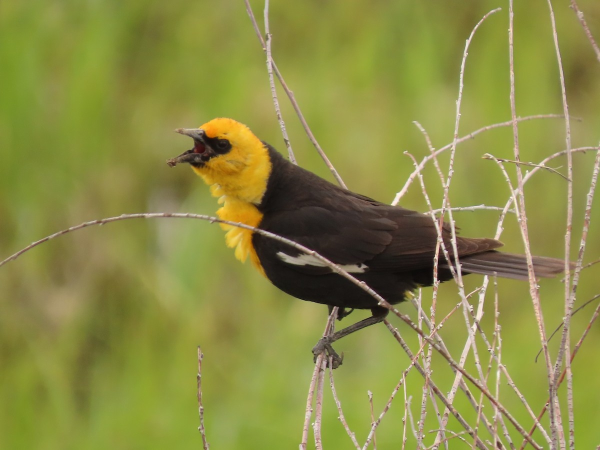 Yellow-headed Blackbird - ML620157381
