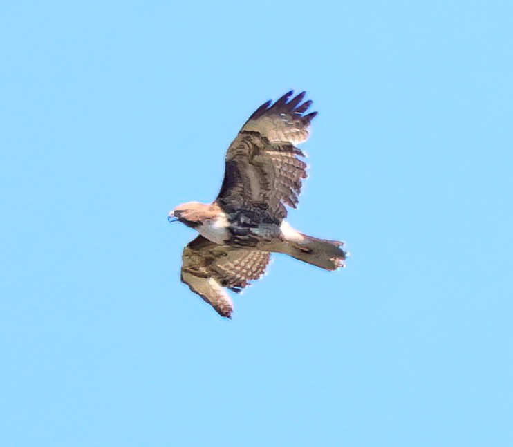 Red-tailed Hawk - ML620157387