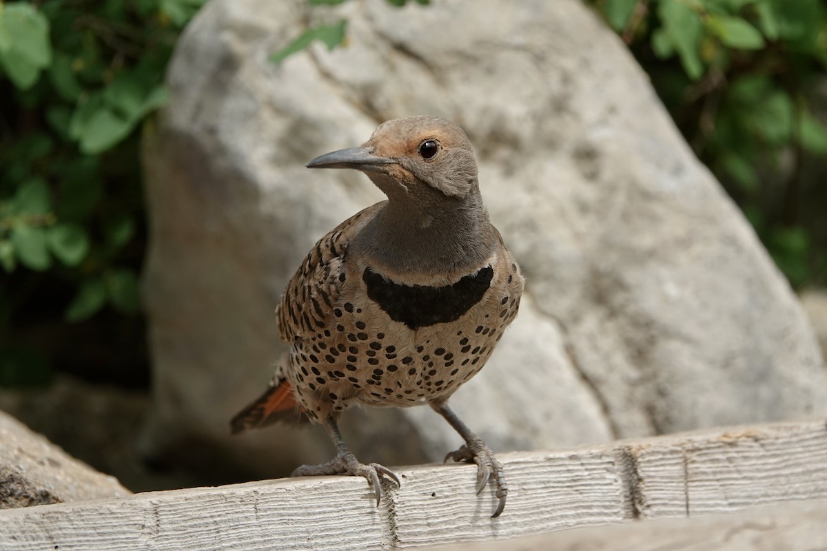 Northern Flicker (Red-shafted) - ML620157389