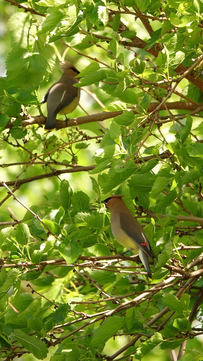 Cedar Waxwing - ML620157398