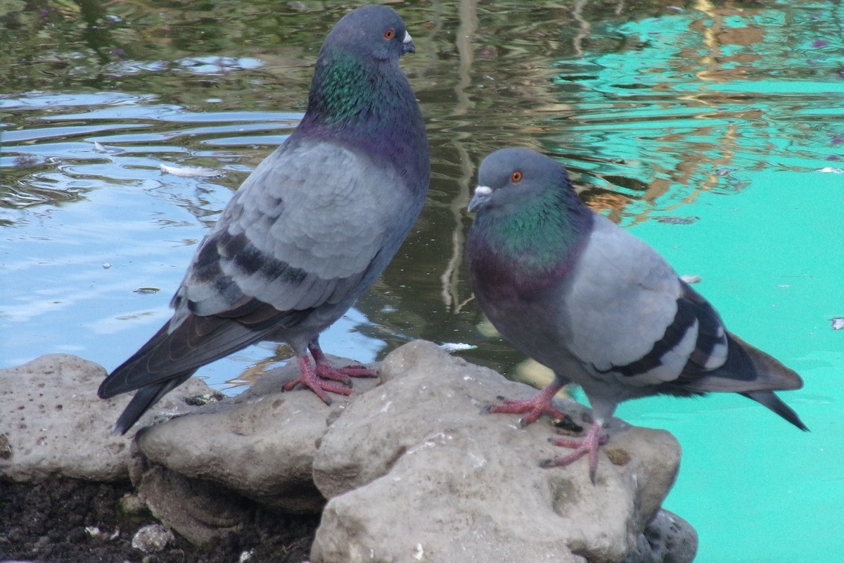 Rock Pigeon (Feral Pigeon) - ML620157409