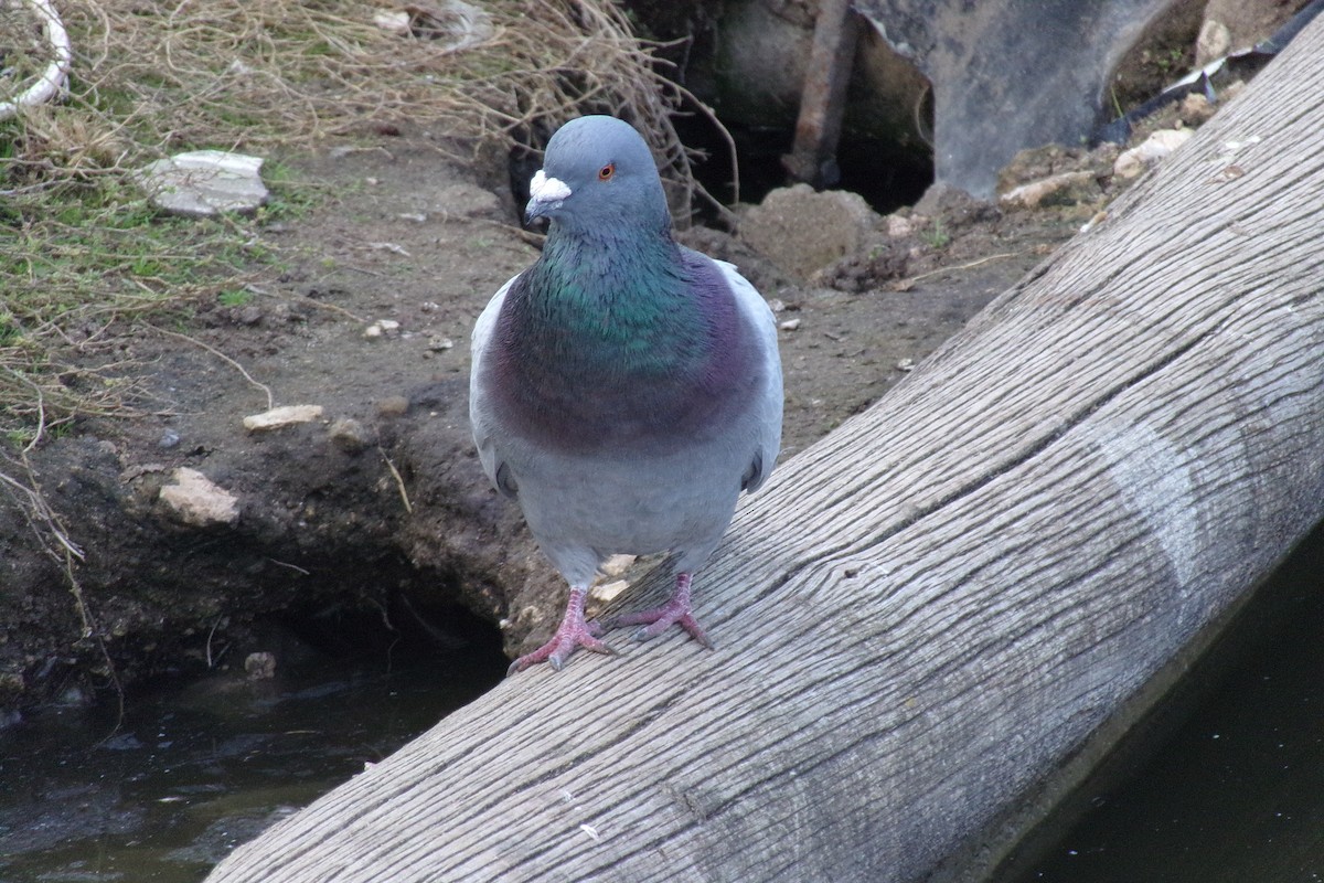 Rock Pigeon (Feral Pigeon) - ML620157413
