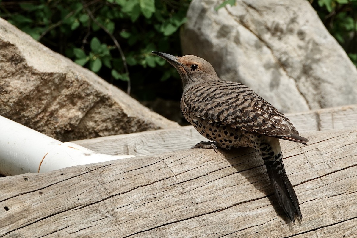 Northern Flicker (Red-shafted) - ML620157414