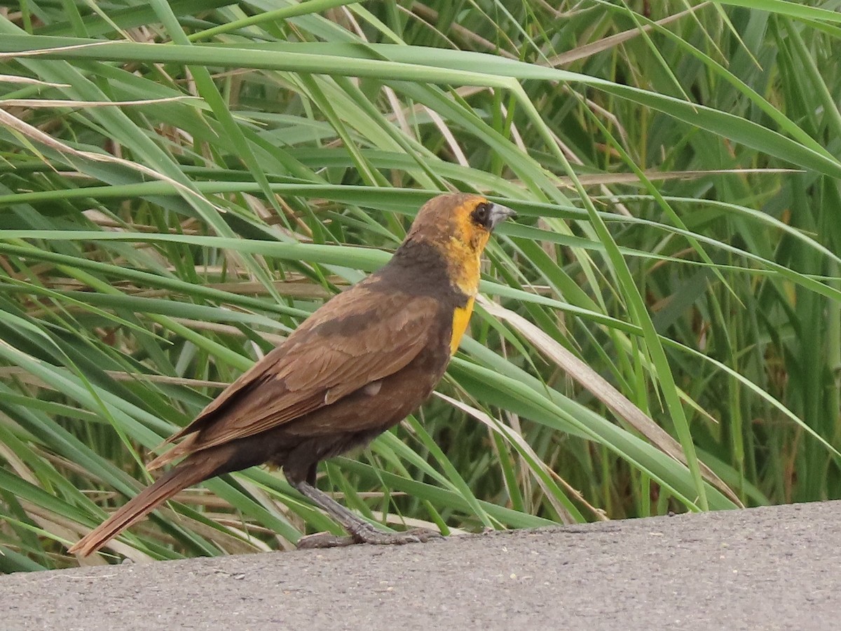 Yellow-headed Blackbird - ML620157415