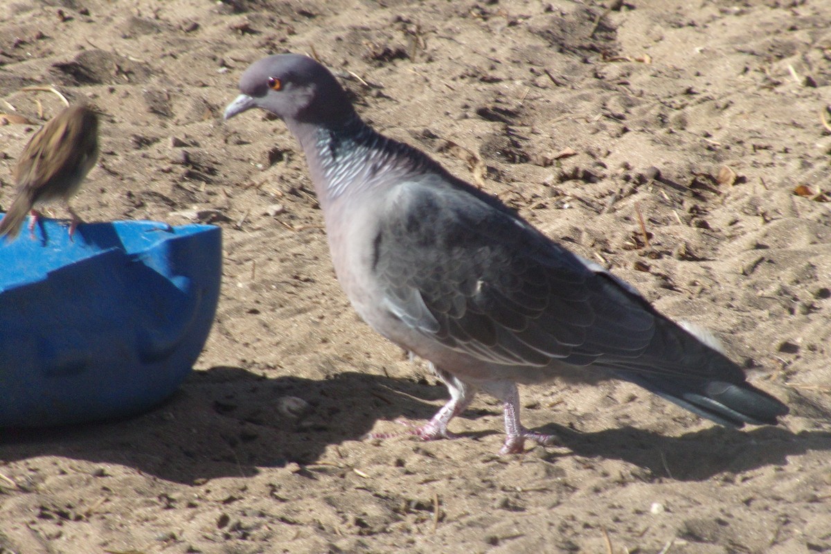 Pigeon picazuro - ML620157416