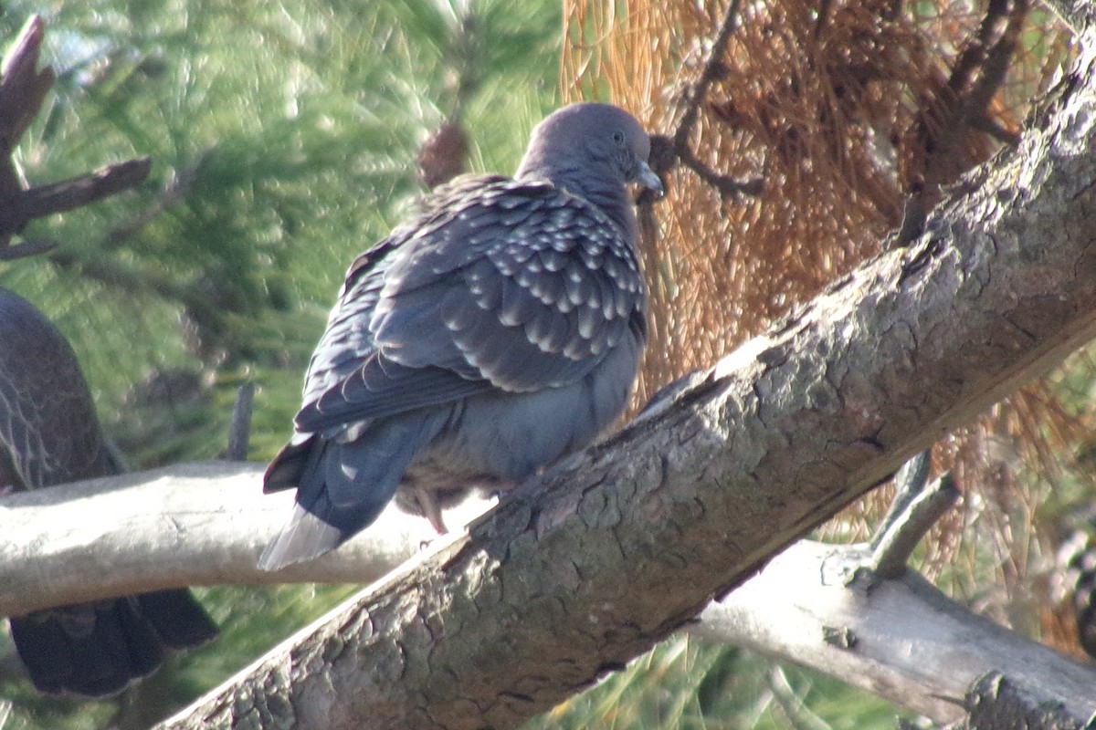 Spot-winged Pigeon - ML620157417