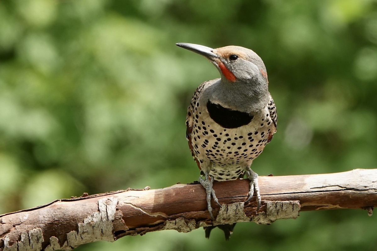 Northern Flicker (Red-shafted) - ML620157418