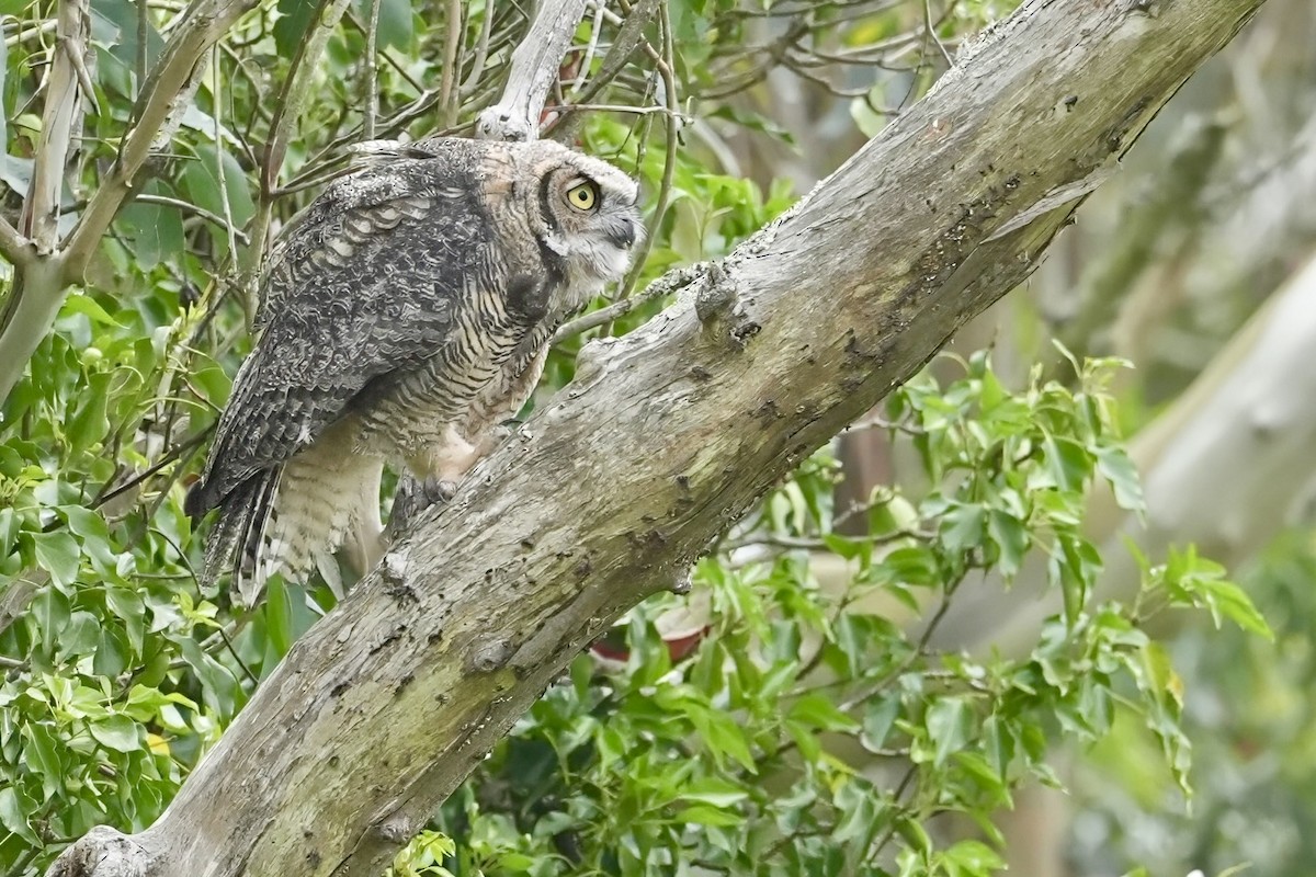 Great Horned Owl - ML620157419