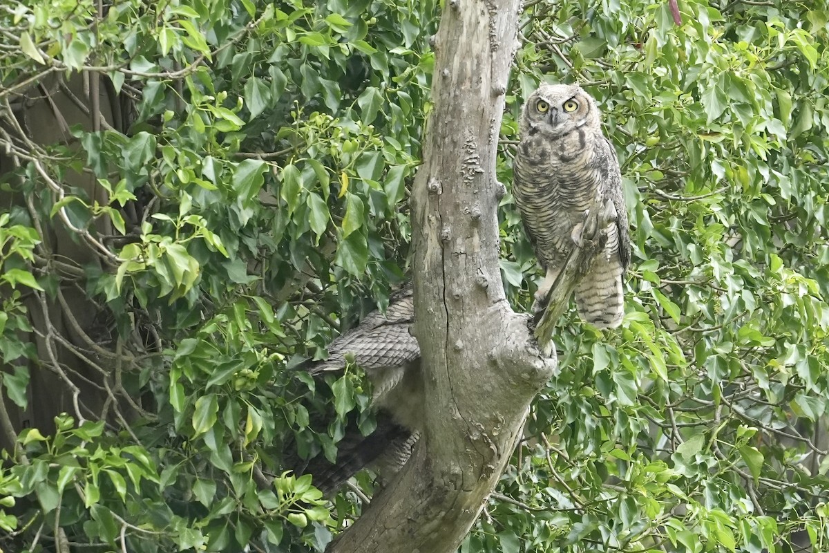Great Horned Owl - ML620157420