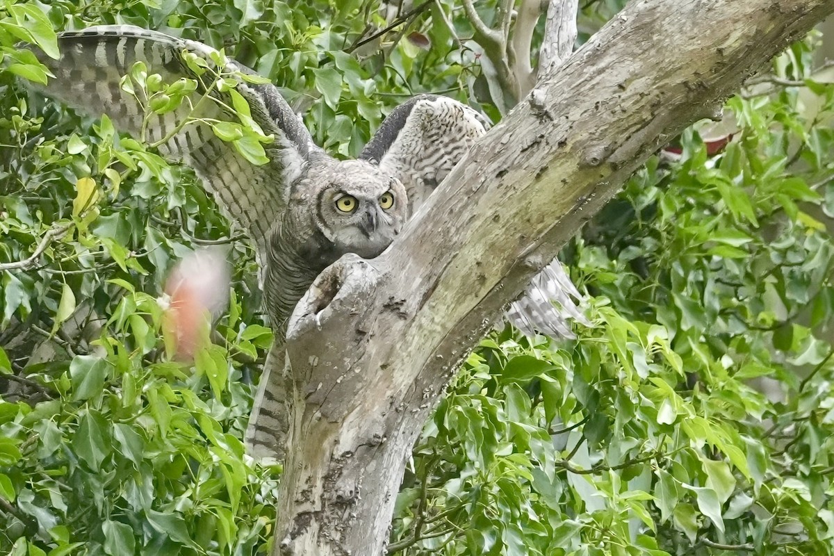 Great Horned Owl - ML620157421