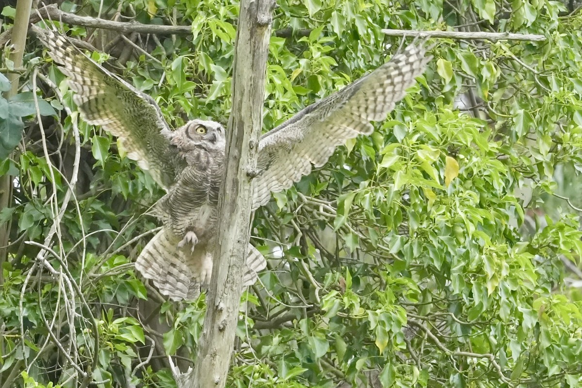 Great Horned Owl - ML620157422