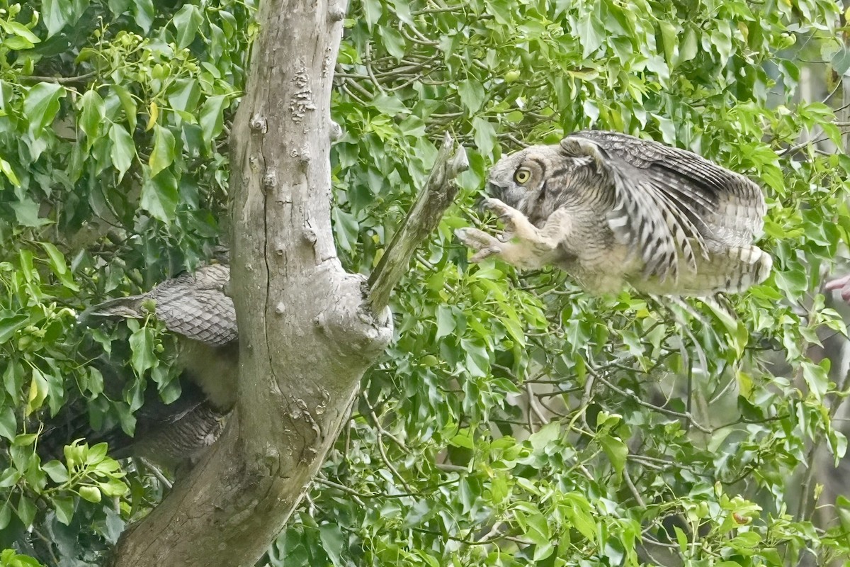 Great Horned Owl - ML620157423