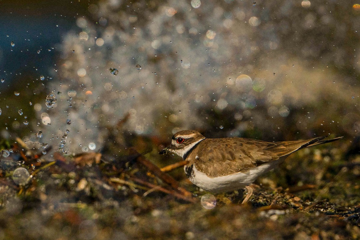 Killdeer - ML620157439