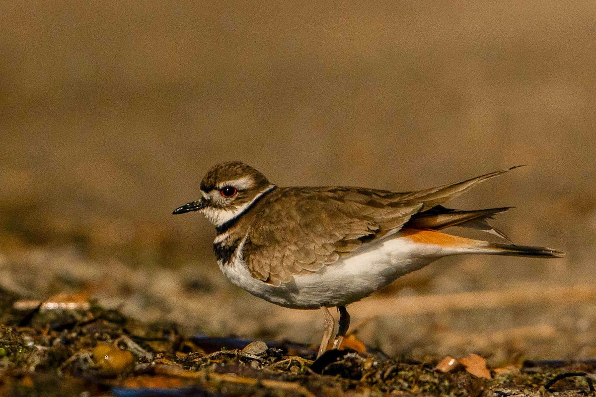 Killdeer - ML620157441