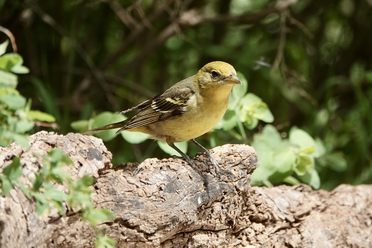 Western Tanager - ML620157447