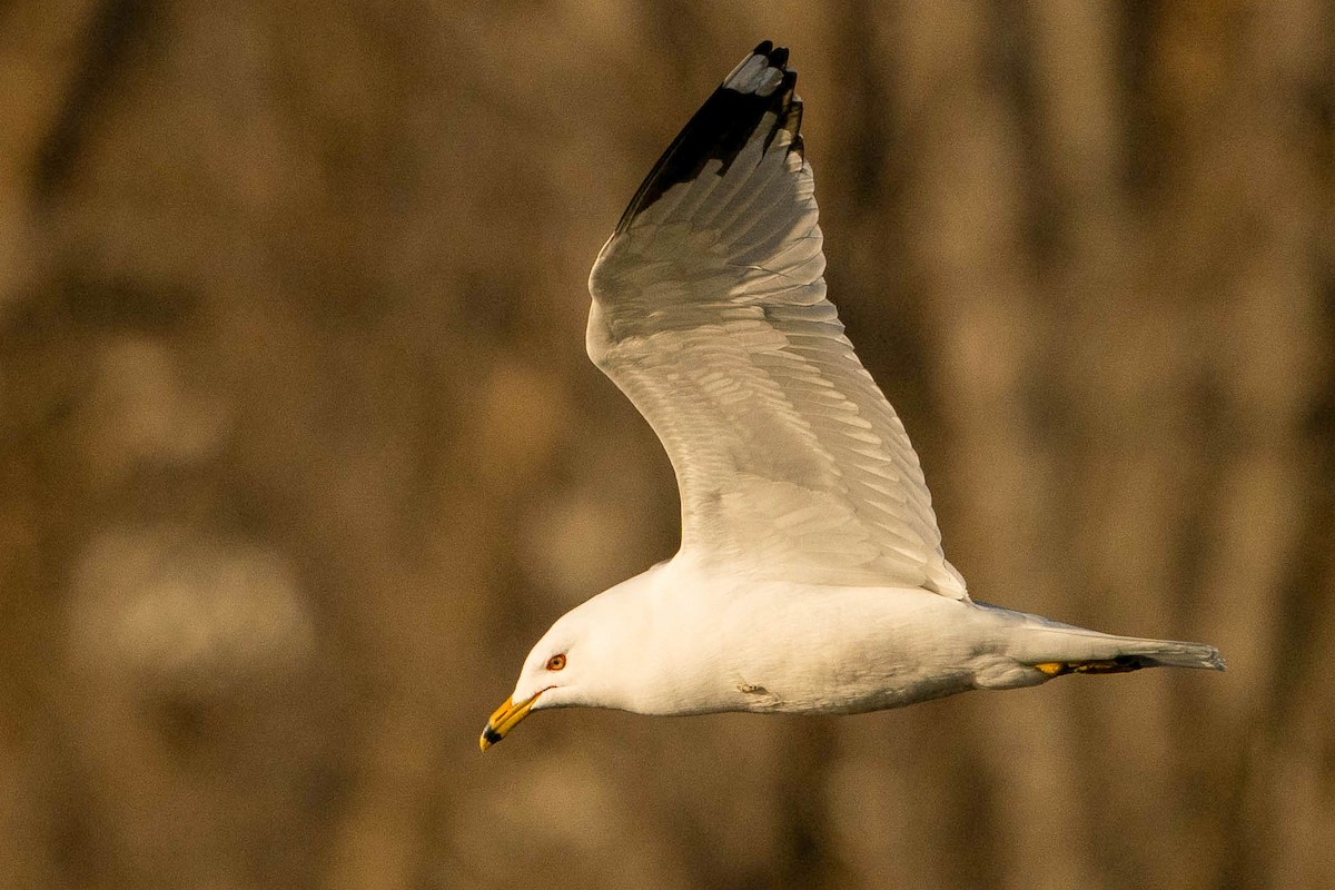 Ring-billed Gull - ML620157455