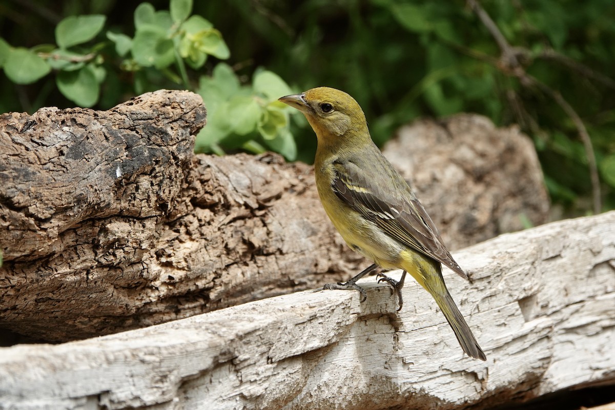 Western Tanager - ML620157457