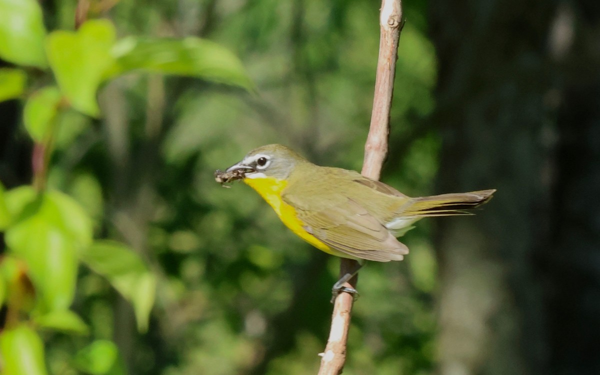 Yellow-breasted Chat - ML620157459