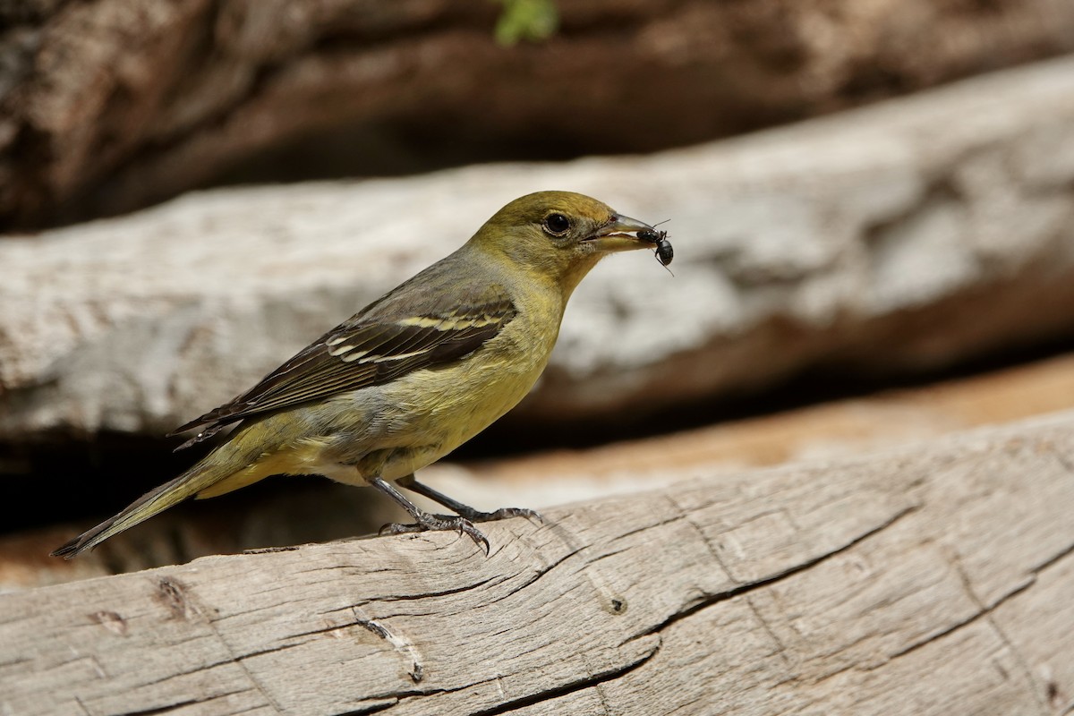 Western Tanager - ML620157461