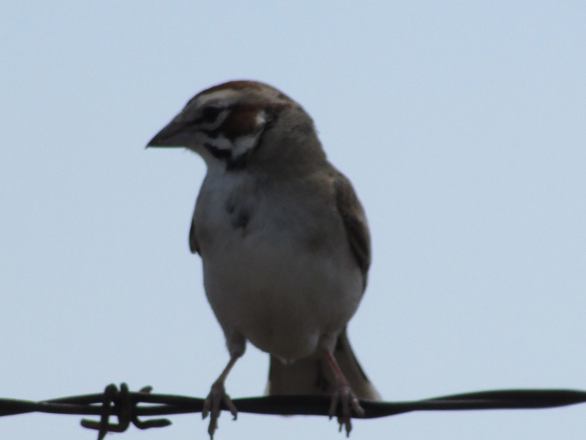 Lark Sparrow - ML620157467