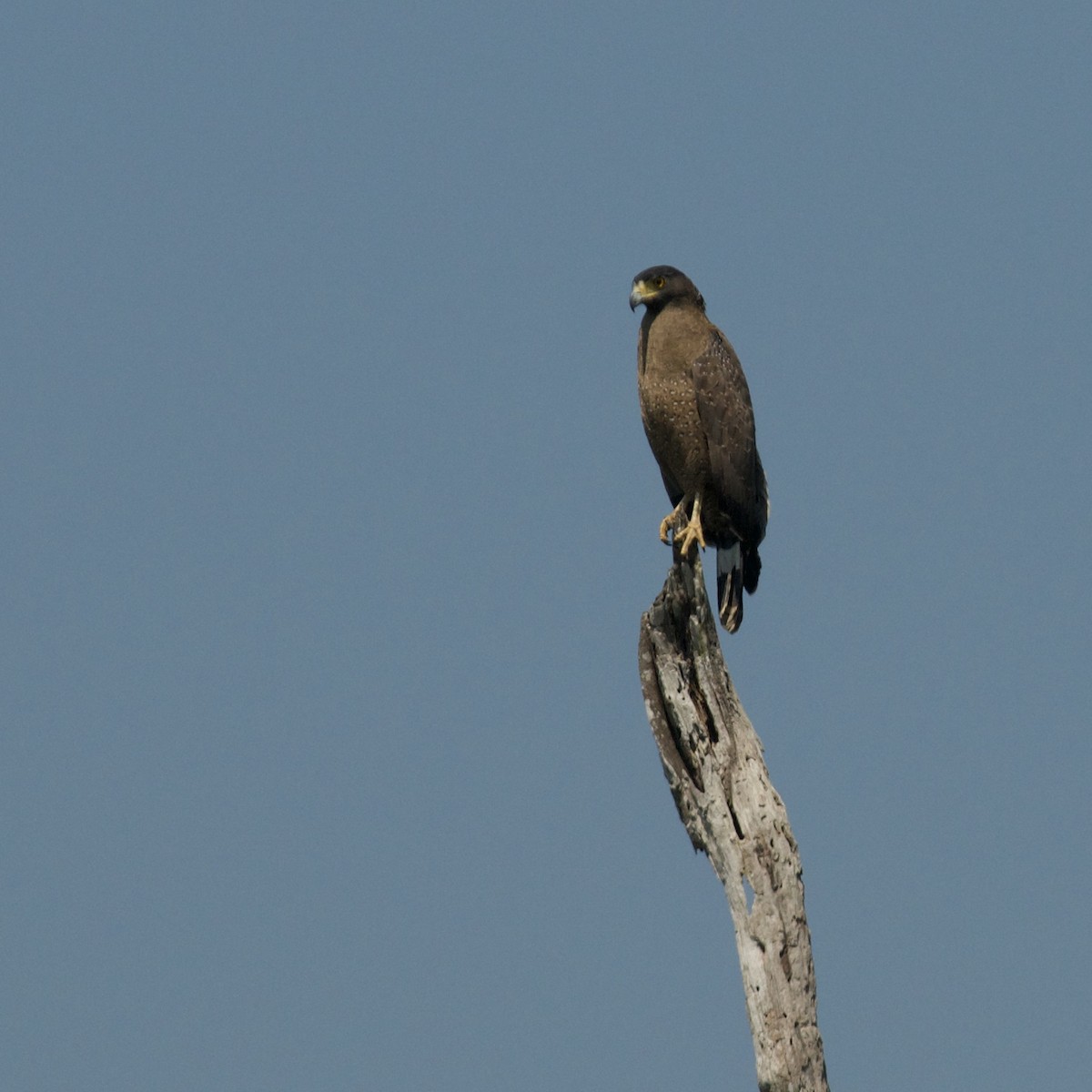 Crested Serpent-Eagle - ML620157472
