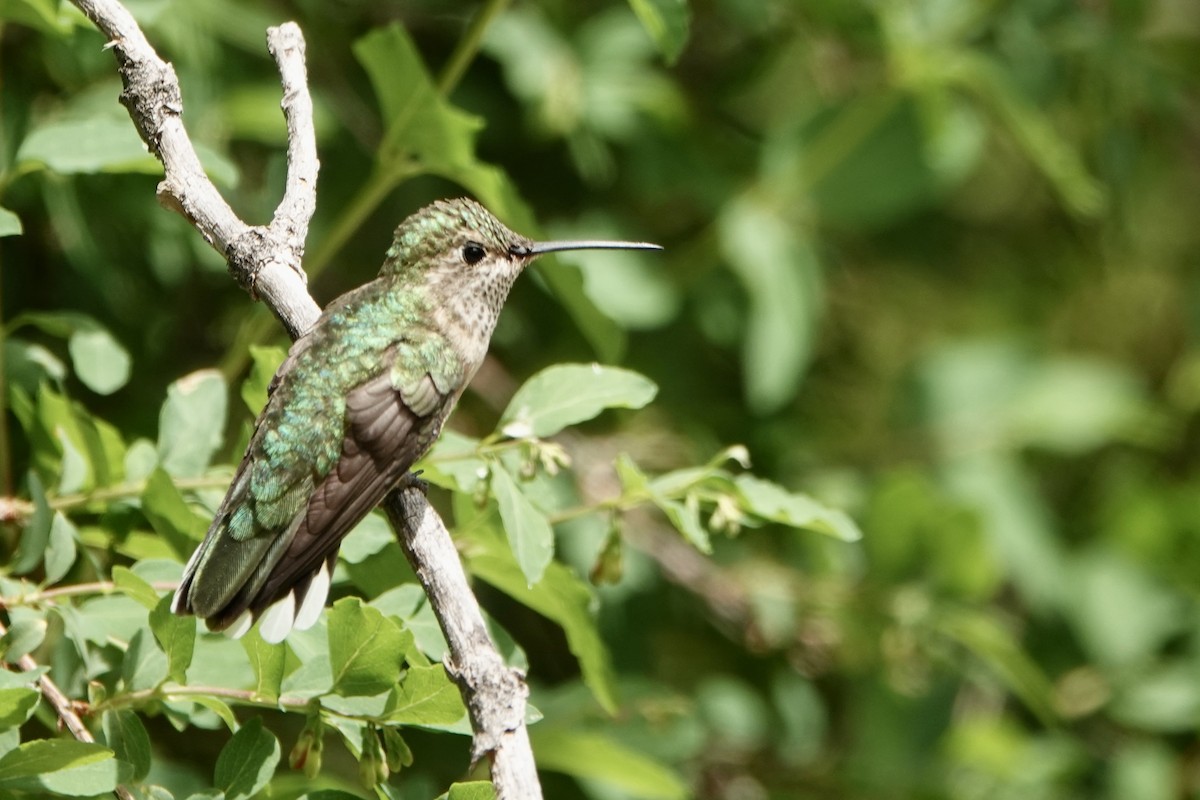 Broad-tailed Hummingbird - ML620157478