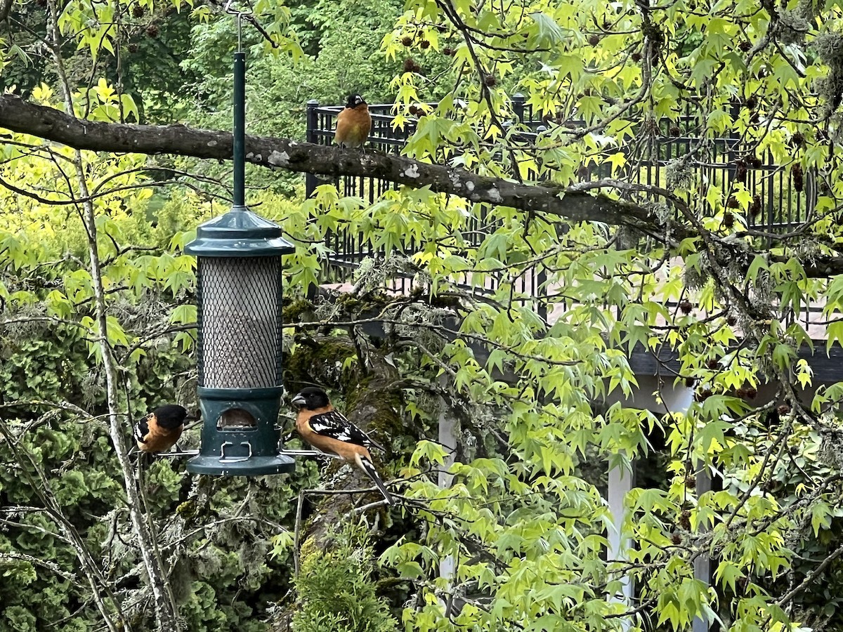 Black-headed Grosbeak - ML620157481