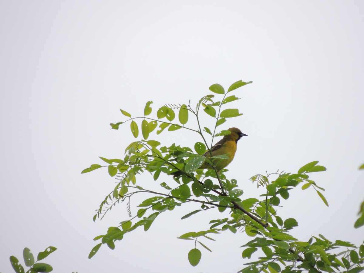 Orchard Oriole - ML620157486
