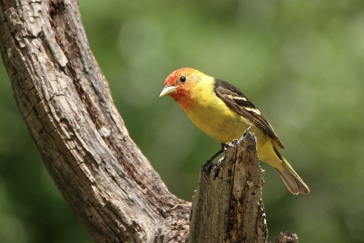 Western Tanager - ML620157492