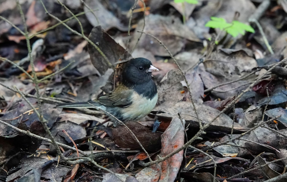 Dark-eyed Junco (Oregon) - ML620157530