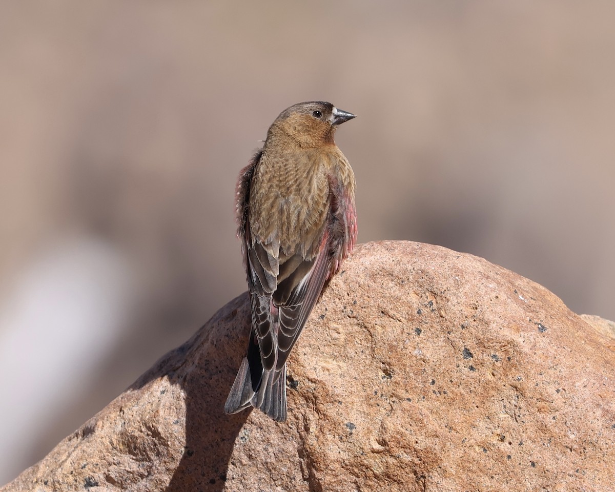 Brown-capped Rosy-Finch - ML620157551