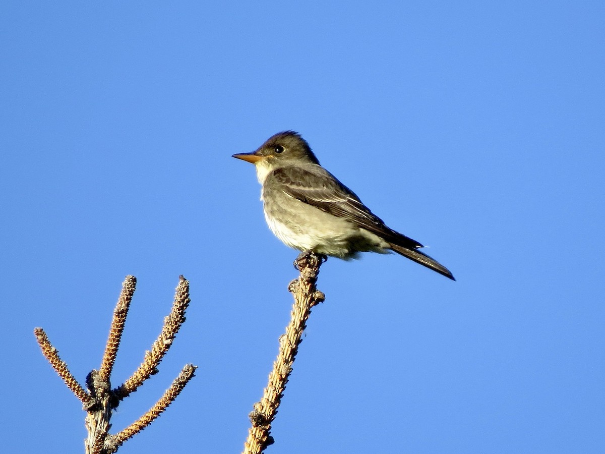 Olive-sided Flycatcher - ML620157552