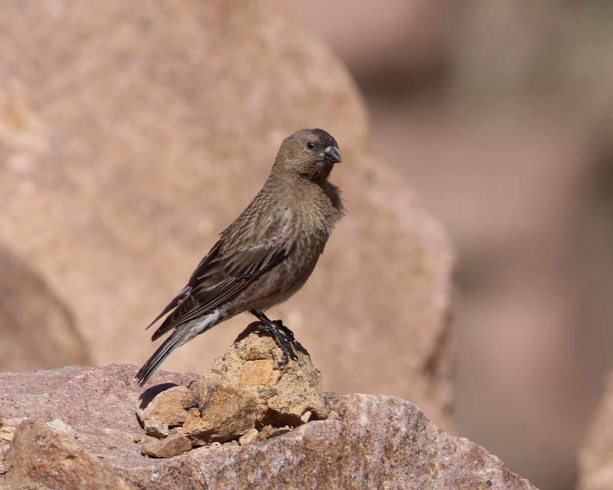 Brown-capped Rosy-Finch - ML620157560