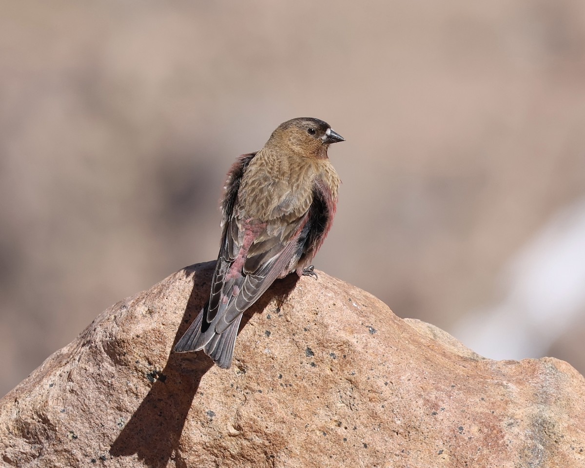 Brown-capped Rosy-Finch - ML620157577