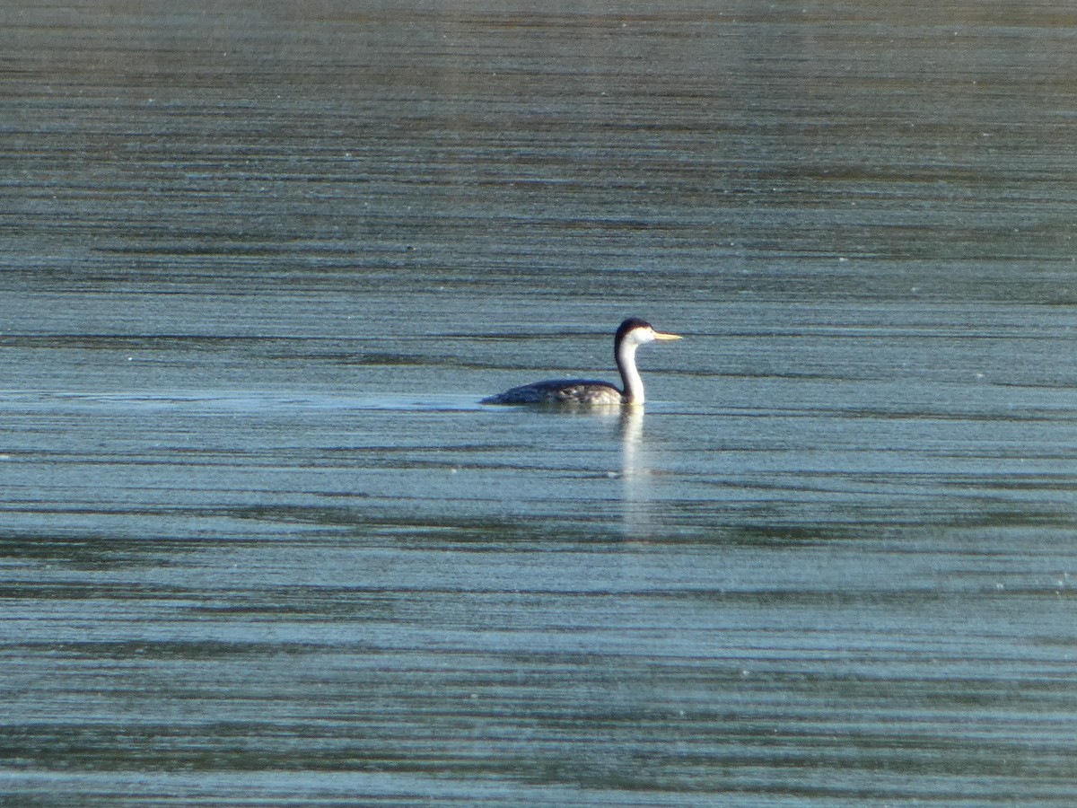 Clark's Grebe - ML620157581