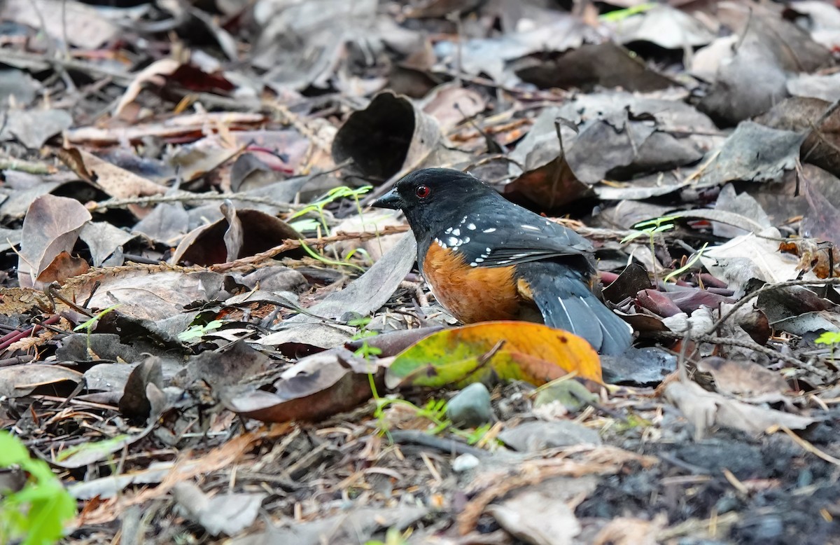 Spotted Towhee - ML620157583