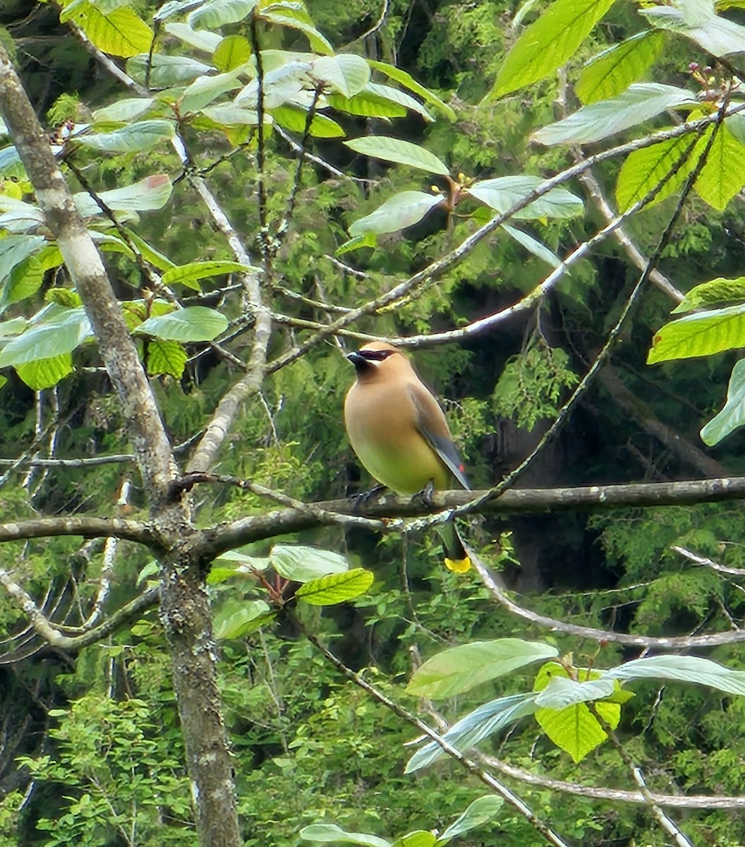 Cedar Waxwing - ML620157584
