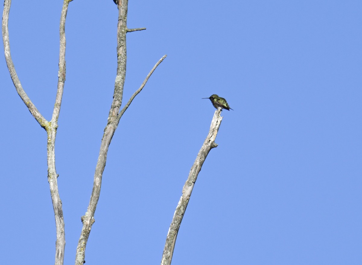 Yakut Boğazlı Kolibri - ML620157591