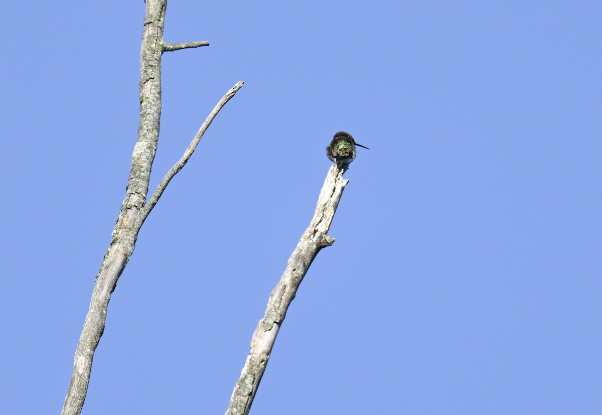 Yakut Boğazlı Kolibri - ML620157595