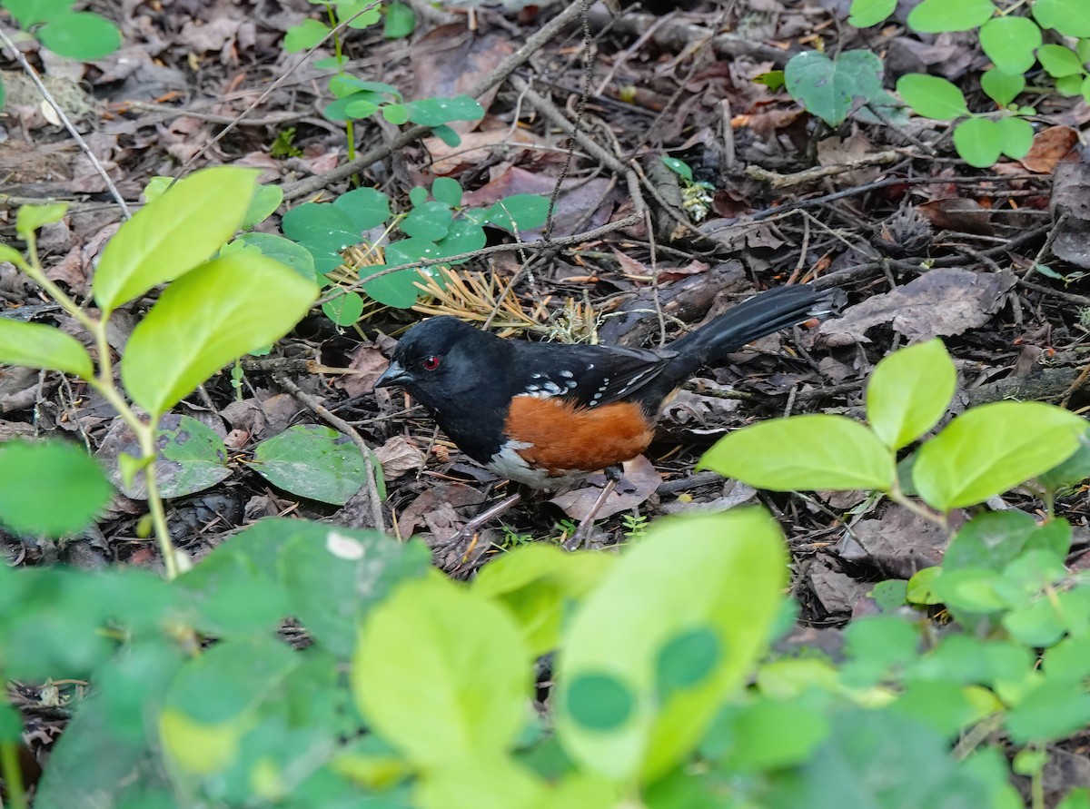 Spotted Towhee - ML620157599